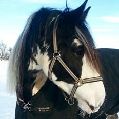 Irish Cob Fay Næbbets free hope "Himlens smukkeste Hest" 