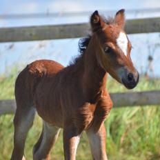 Welsh Mountain (sec A) Devino L