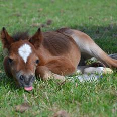 Welsh Mountain (sec A) Devino L