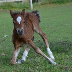 Welsh Mountain (sec A) Devino L