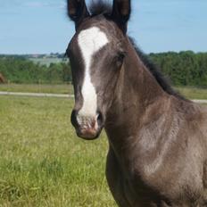 Anden særlig race Dusty Moonlight 