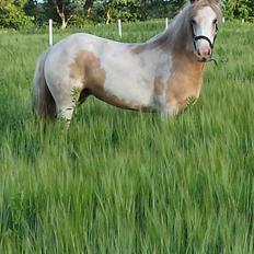 Irish Cob Sally *Guldpony*