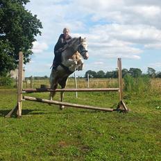Irish Cob Sally *Guldpony*