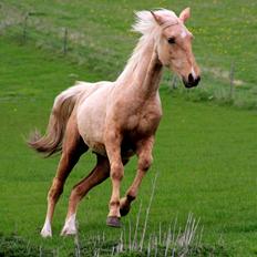 Anden særlig race Horsebjerg gambler (Malik) 