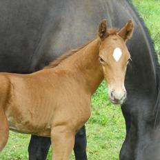 Dansk Varmblod Cavaleros Diamond 