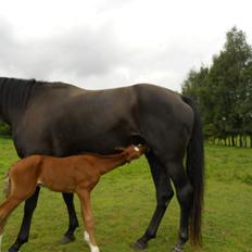 Dansk Varmblod Cavaleros Diamond 