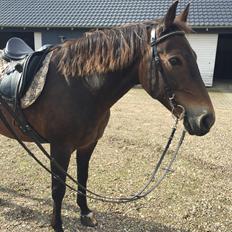 Anden særlig race Oscar - Ossie <3 - SOLGT