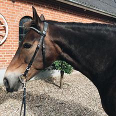 Anden særlig race Oscar - Ossie <3 - SOLGT