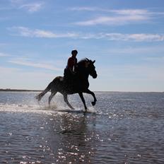 Islænder Spaði frá Úlfsstöðum