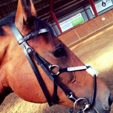 Polsk Varmblod Alvara