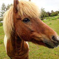 Anden særlig race Prins Felix