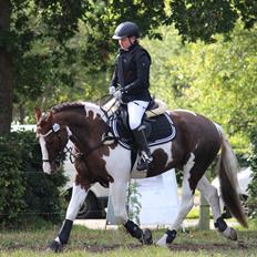 Pinto Handson/Flødebollen<3