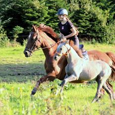 Anden særlig race Schokko La