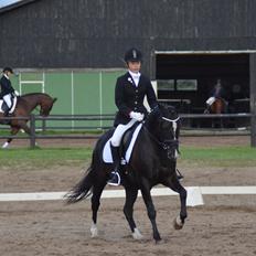 New Forest Elmholts Yvette Mit et og ALT!