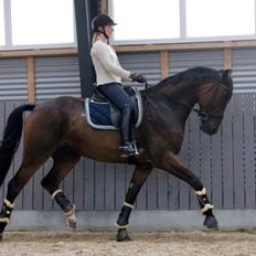 Anden særlig race Alonso A-hest