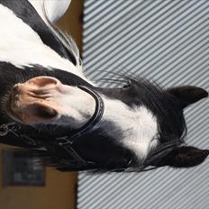 Irish Cob Renaldo (Nalle) R.I.P