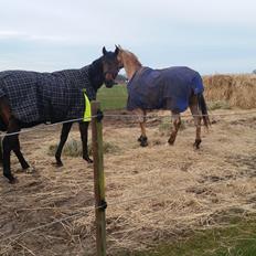 Fuldblod (XX) Second Chance Jojo 