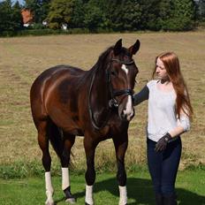 Dansk Varmblod Druebrogård's savage rose