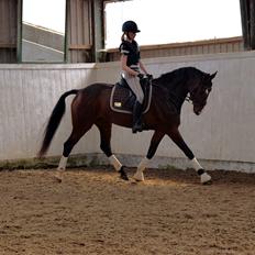 Dansk Varmblod Druebrogård's savage rose