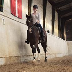 Dansk Varmblod Druebrogård's savage rose