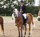 Haflinger Windos-G