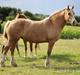 Welsh Cob (sec D) Rosalinde