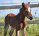Welsh Mountain (sec A) Devino L