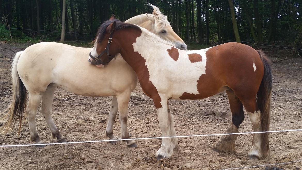 Irish Cob Molly  billede 19