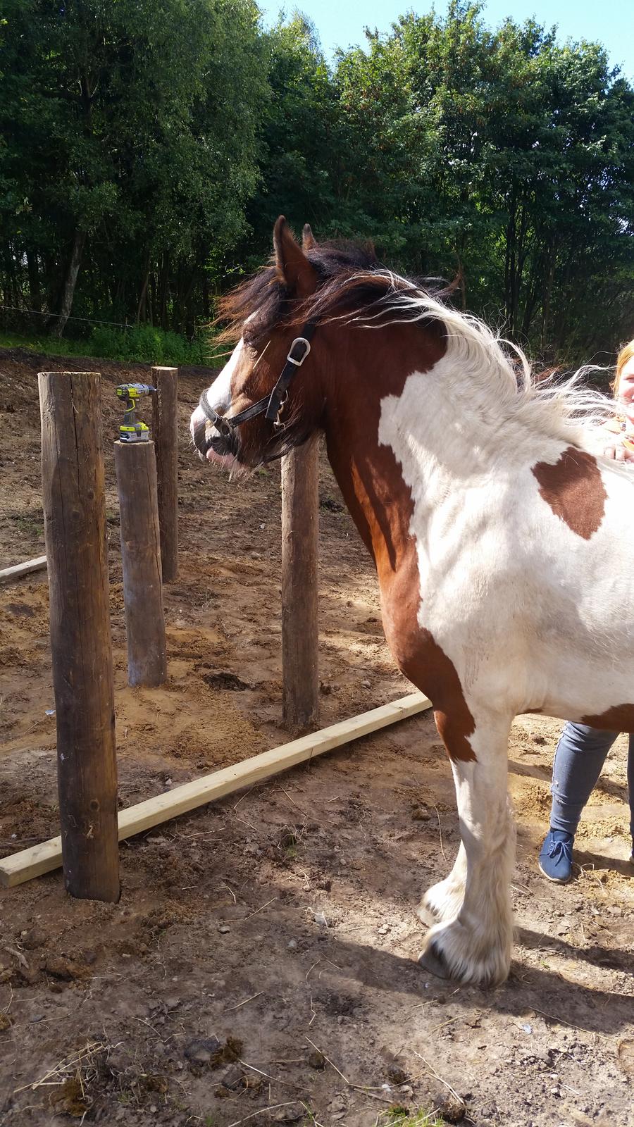 Irish Cob Molly  billede 11