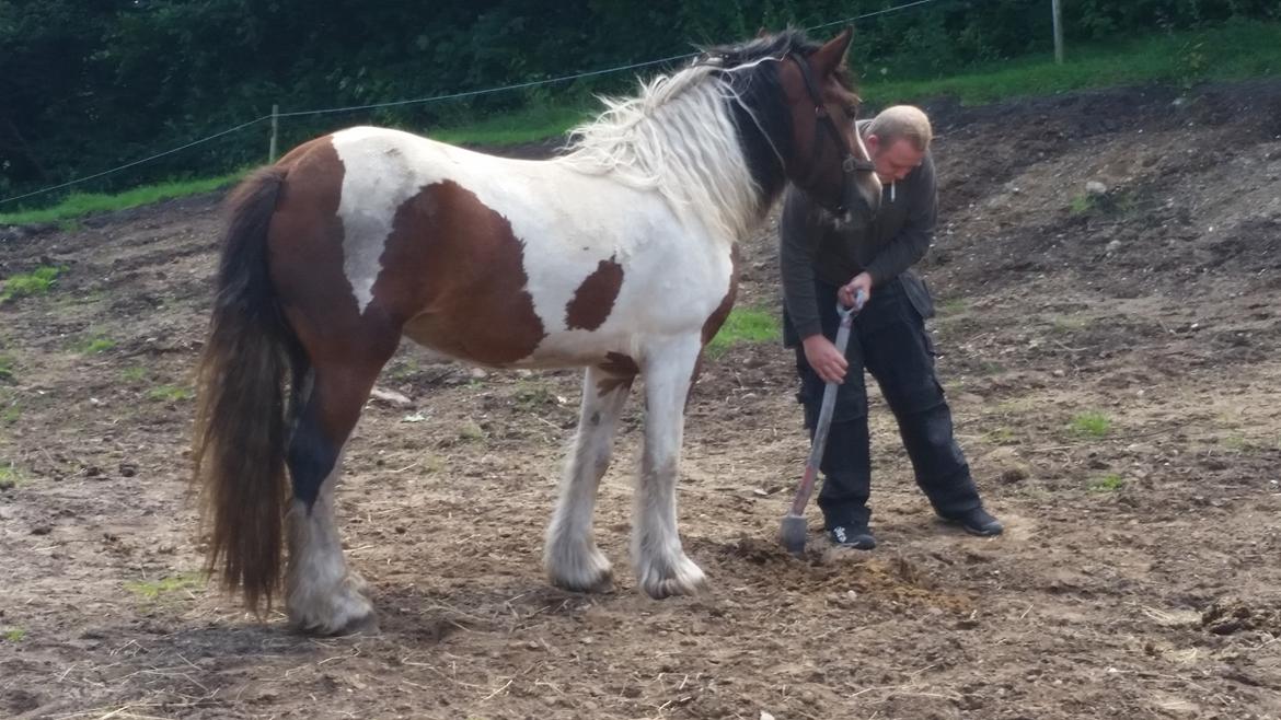 Irish Cob Molly  billede 5