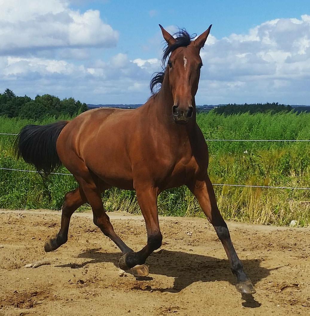 Anden særlig race Sofus billede 6
