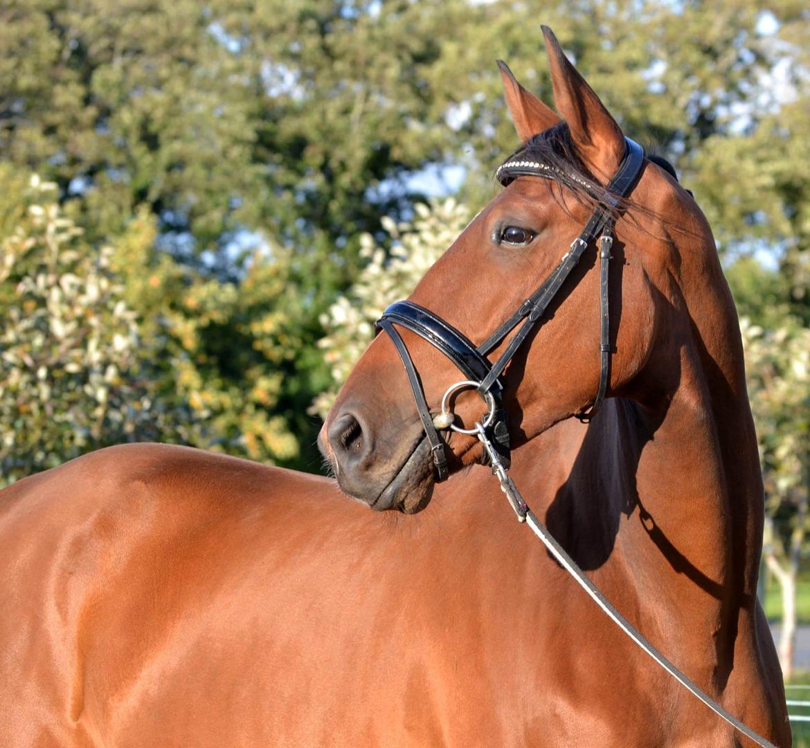 Anden særlig race Sofus billede 7