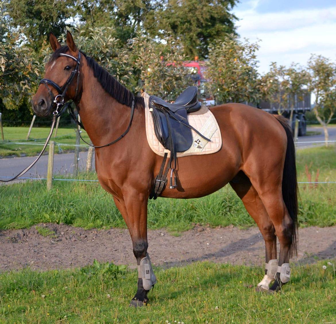 Anden særlig race Sofus billede 3