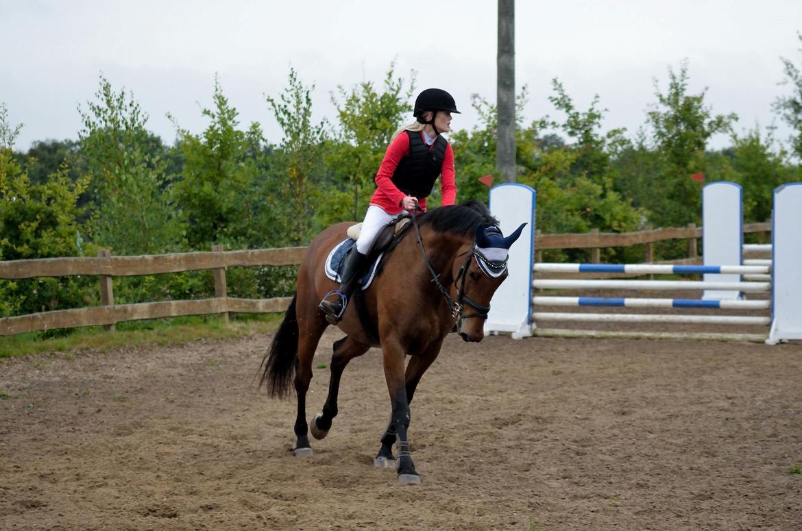 Dansk Varmblod Malu - S billede 11