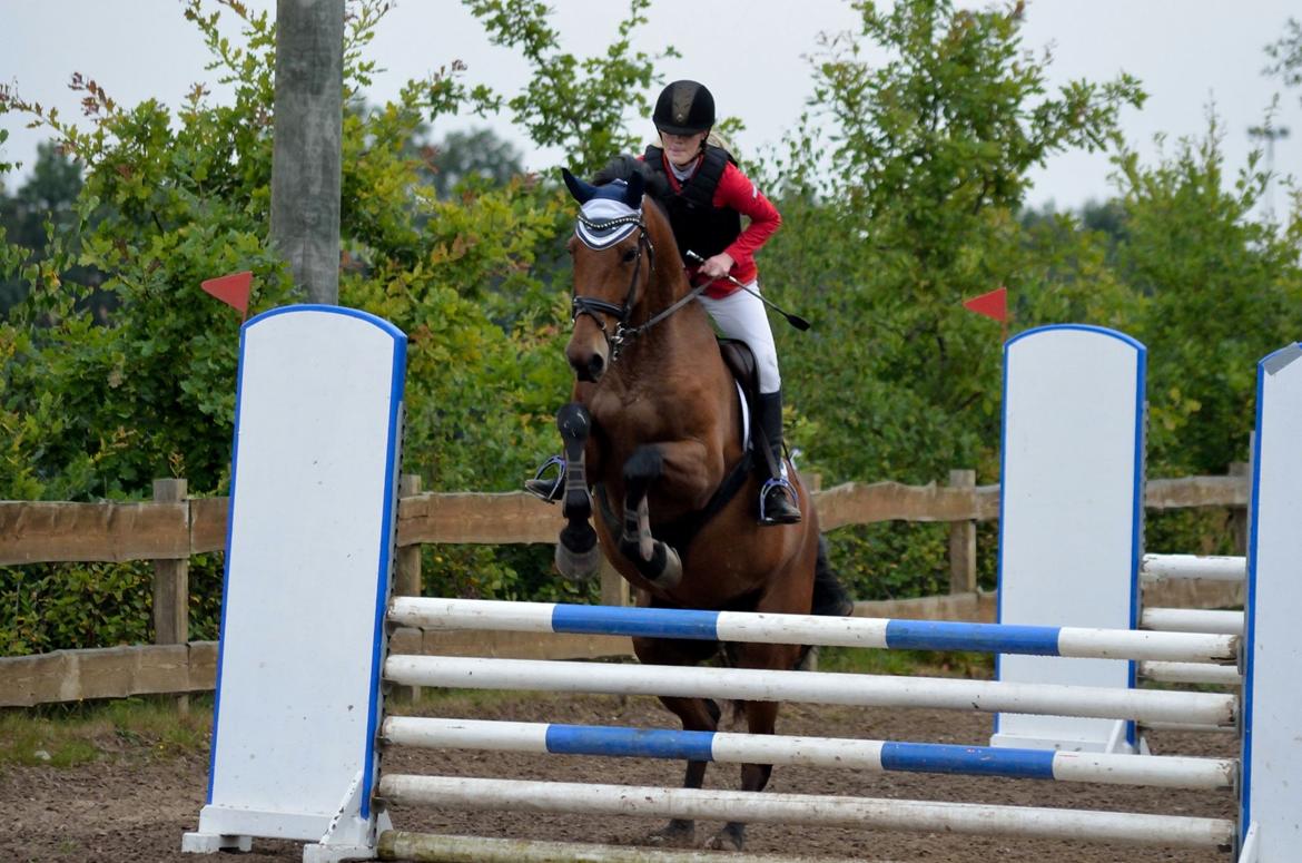 Dansk Varmblod Malu - S - Mit første hestestævne nogensinde LC - og det højeste Malu har sprunget til stævne i 8år billede 13