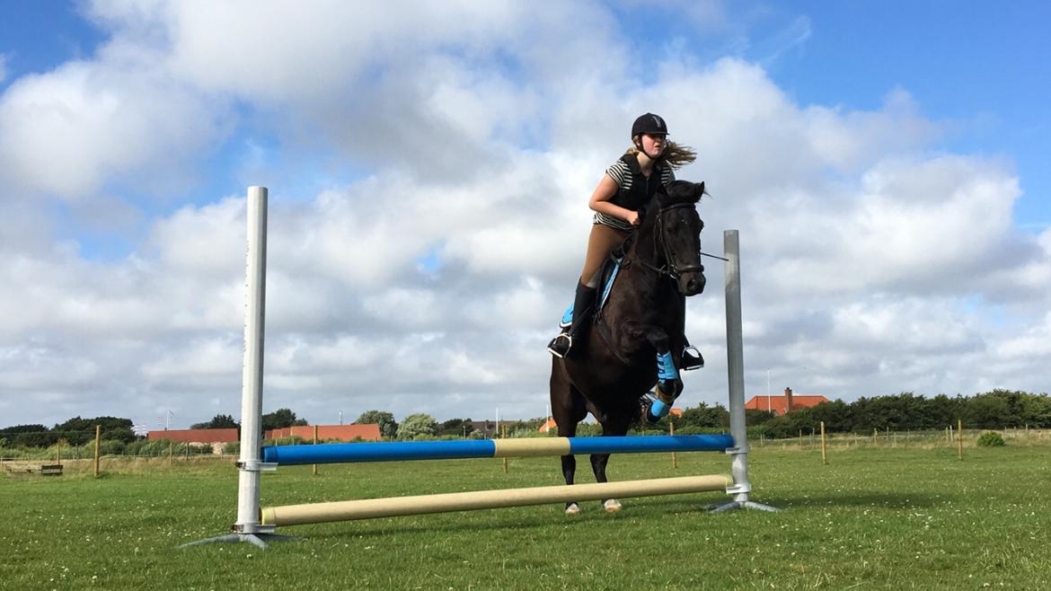 New Forest Hamborgs Amistar billede 8