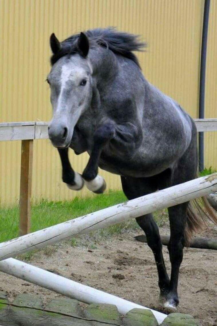 Anden særlig race Bjerregårds Eveline billede 1