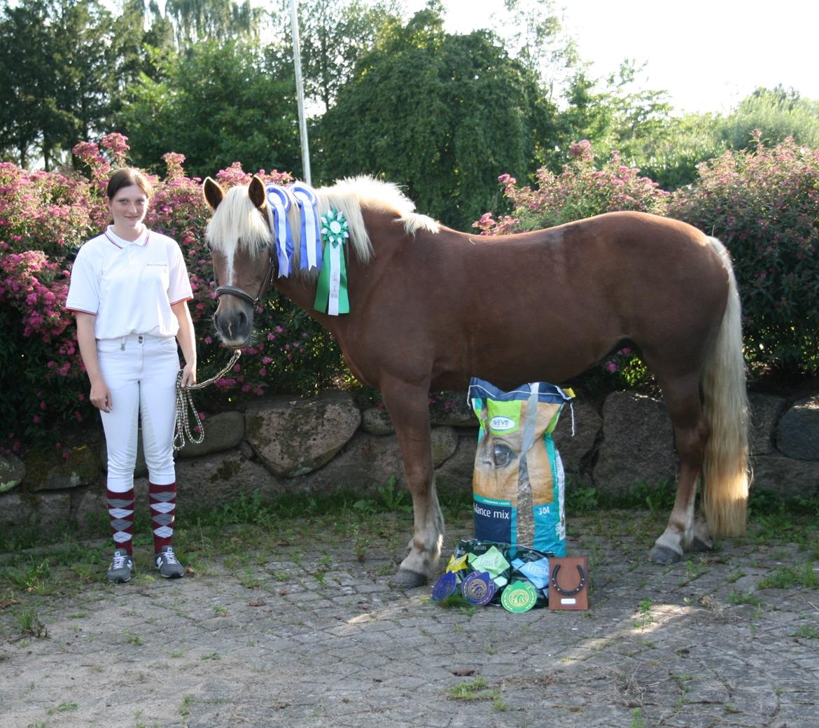 Haflinger Katarina *bronze vinder ved haflinger DM 2016* - Vores første DM i spring for haflingere nogensinde endte med en flot 3. plads :-) billede 17