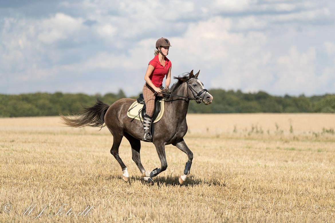 DSP Tystrupgårds Bathiba - August 2016 billede 6