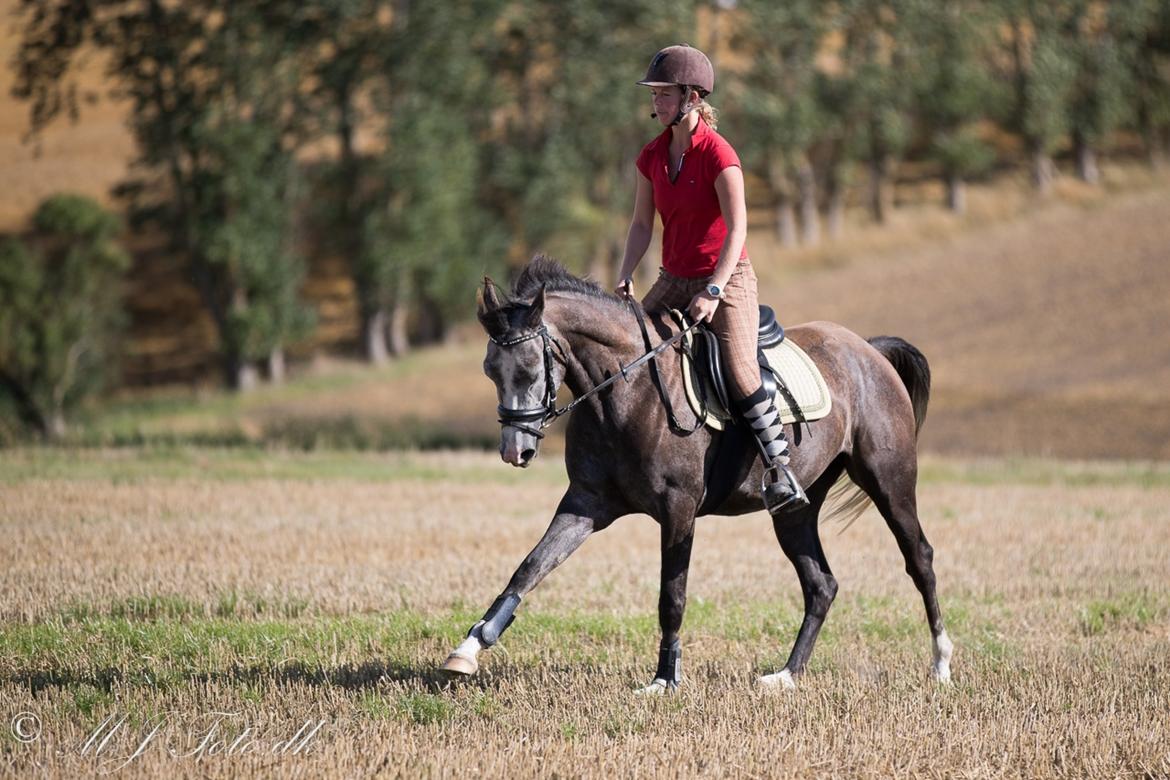DSP Tystrupgårds Bathiba - August 2016 billede 7