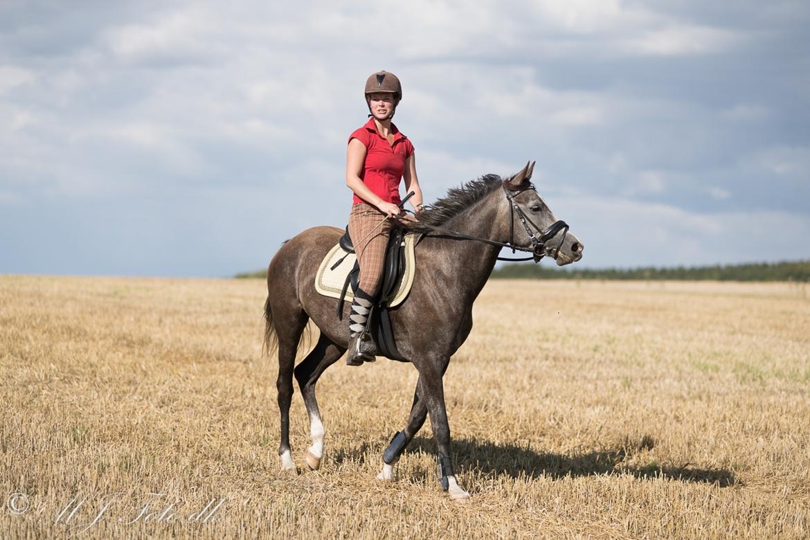 DSP Tystrupgårds Bathiba - August 2016 billede 9