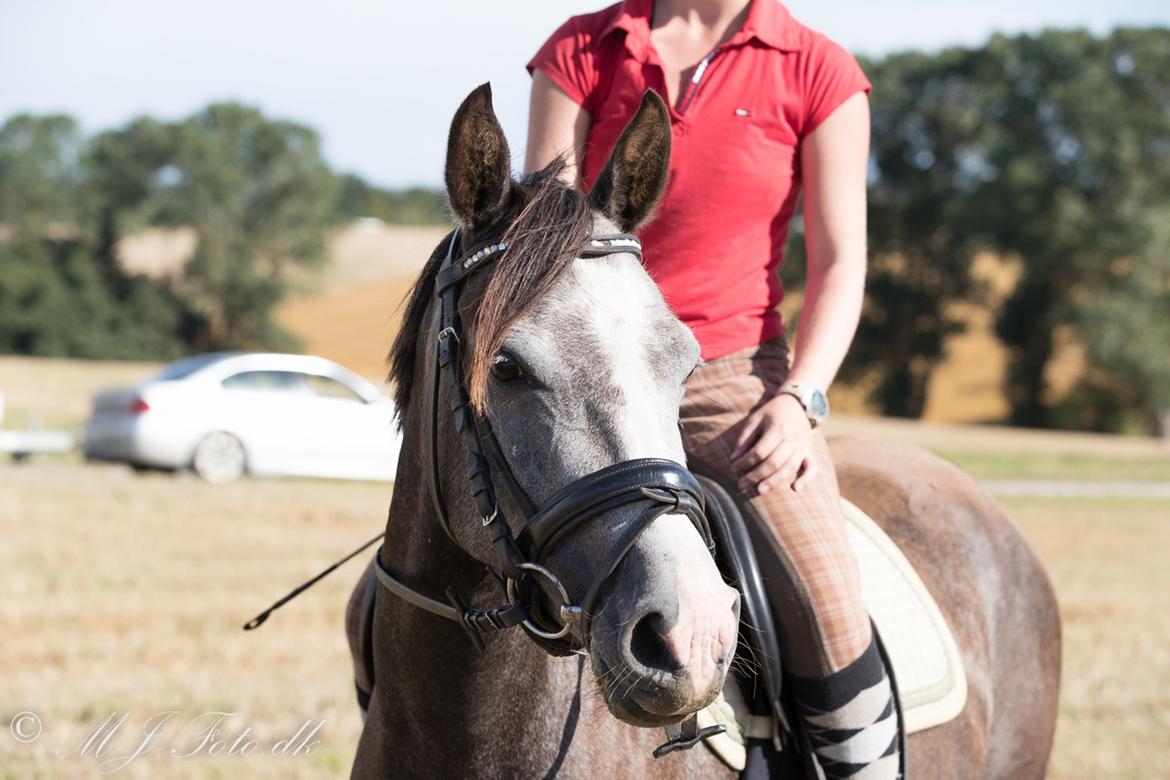 DSP Tystrupgårds Bathiba - August 2016 billede 8