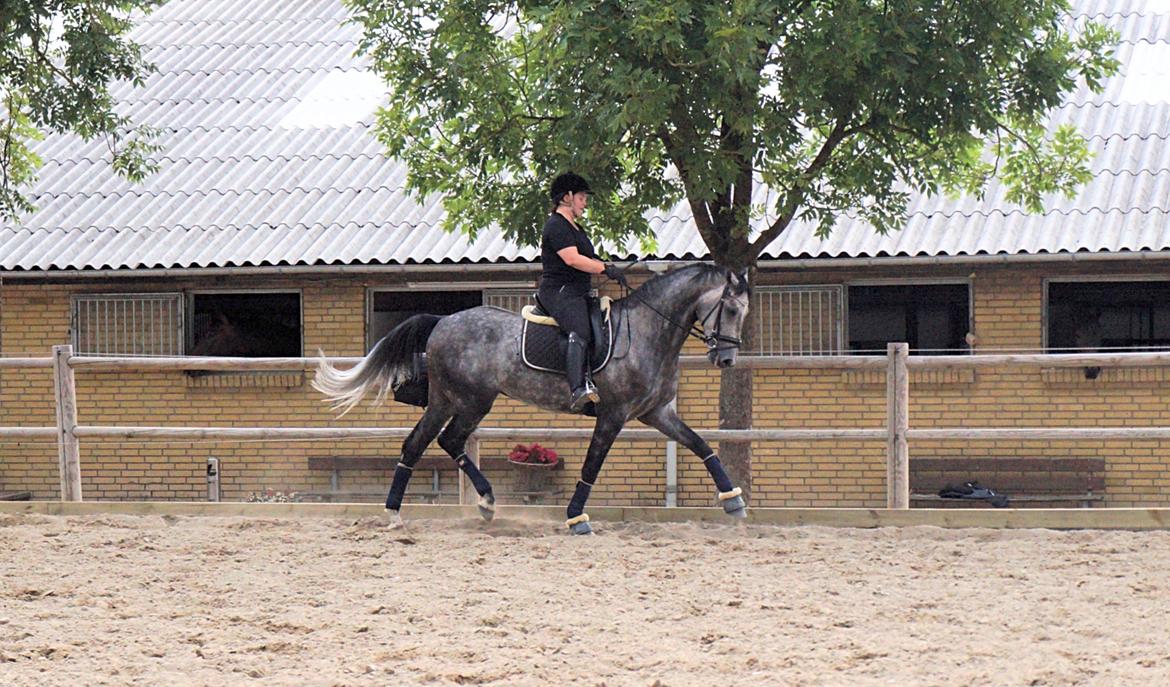 Dansk Varmblod Santiago lightfoot - August 2016. billede 19