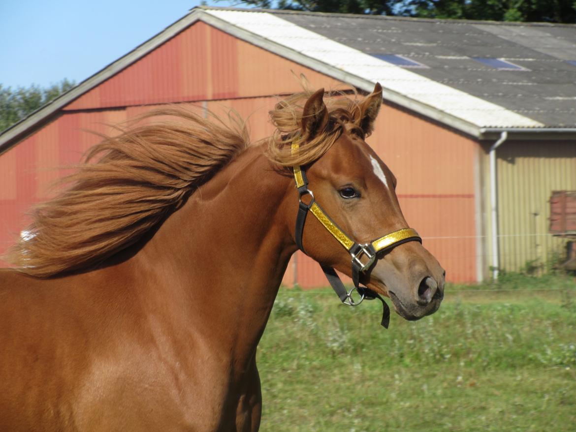 Arabisk fuldblod (OX) Emira bint Gharib ox *SOLGT* billede 12