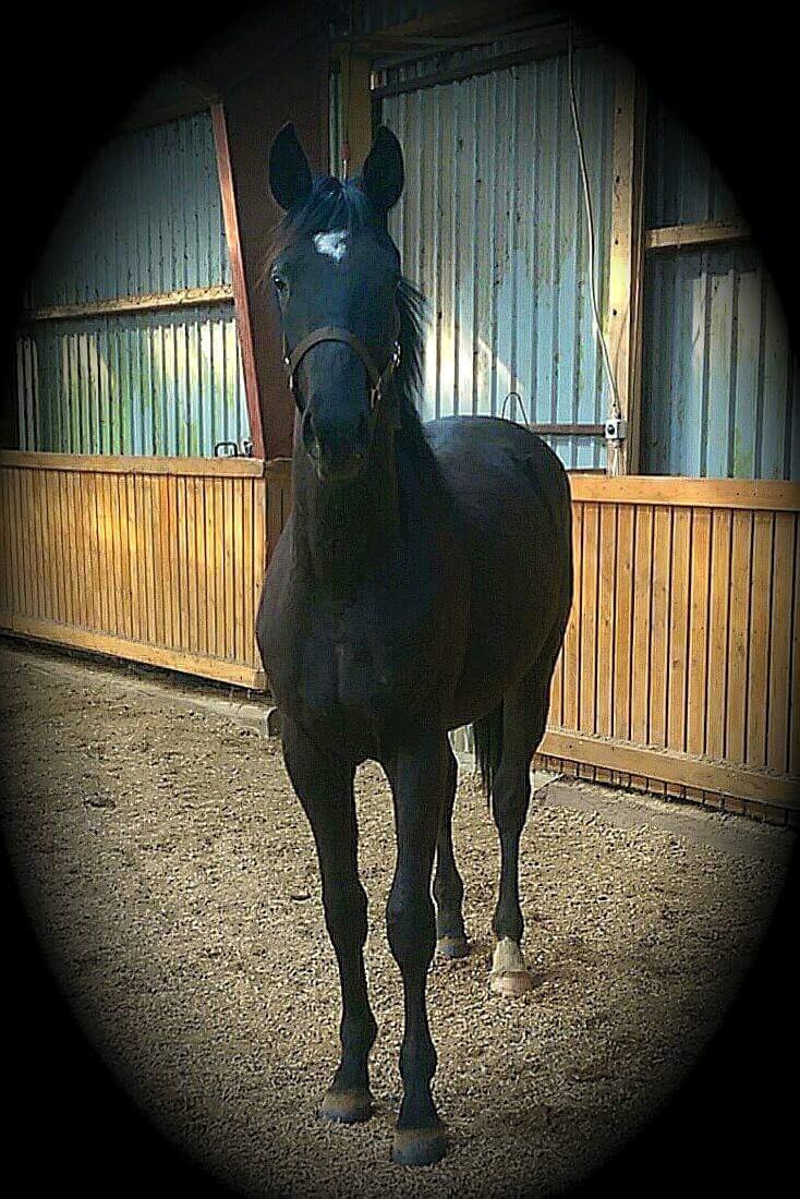 Trakehner Japix Pride K3 billede 19