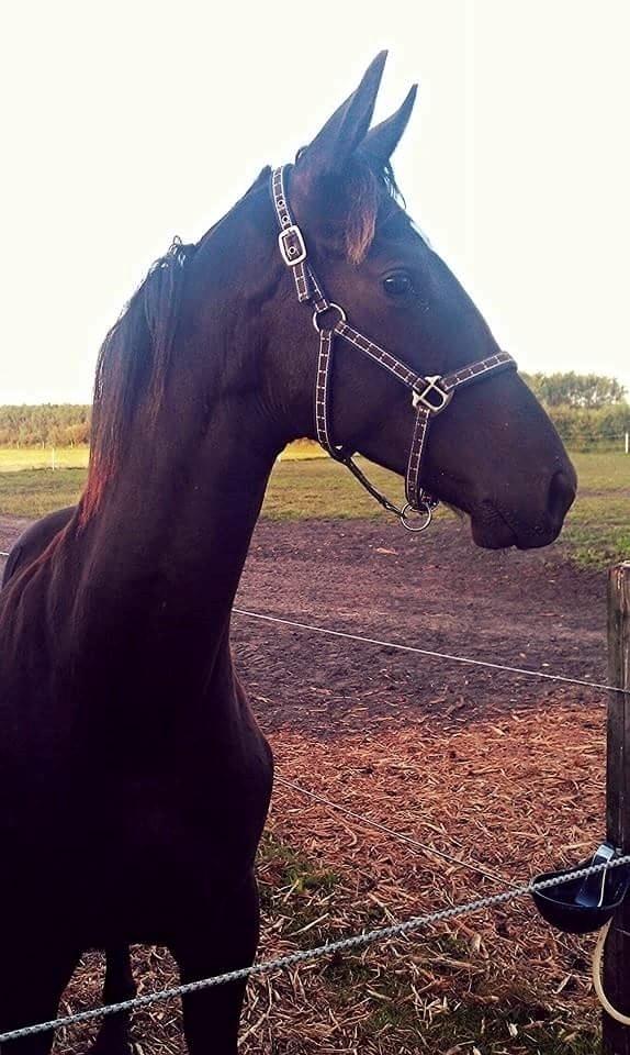 Trakehner Japix Pride K3 billede 20