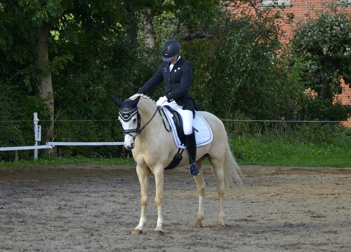 Palomino Butterfly billede 4