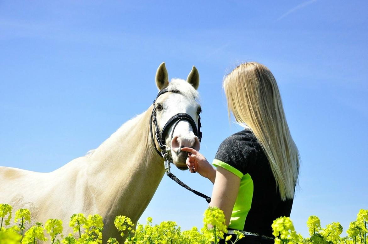 Palomino Butterfly billede 14