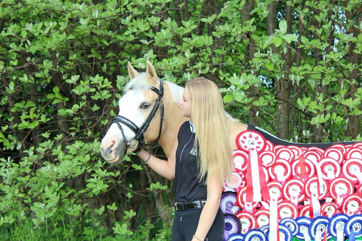 Palomino Butterfly billede 12