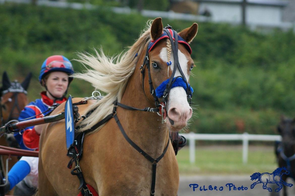 Anden særlig race Goodie Blue billede 5